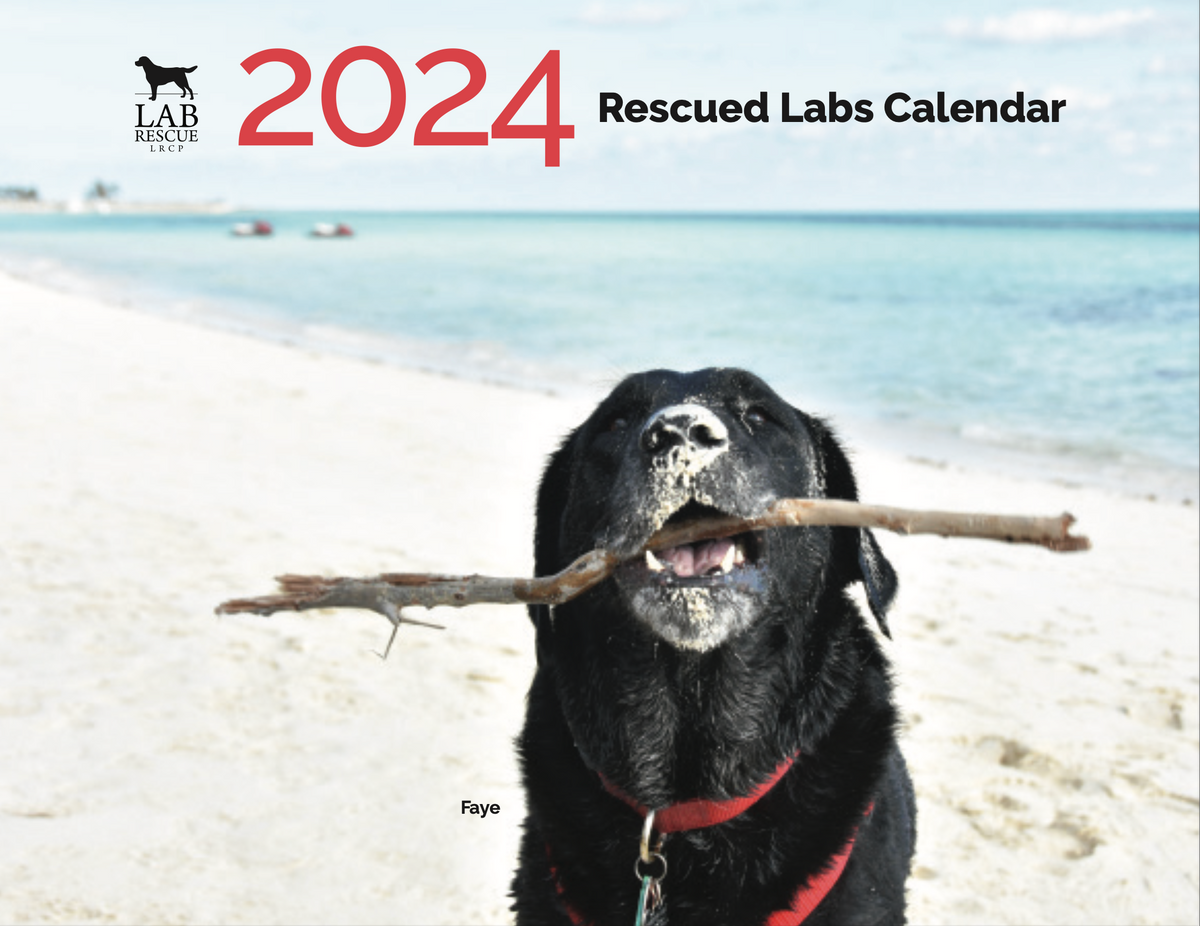 2024 Rescued Labs Calendar Lab Rescue LRCP