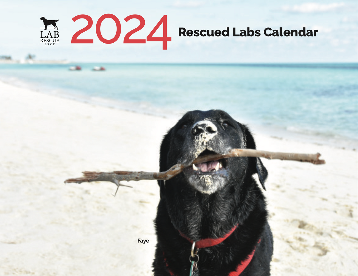 2025 Rescued Labs Calendar Lab Rescue LRCP