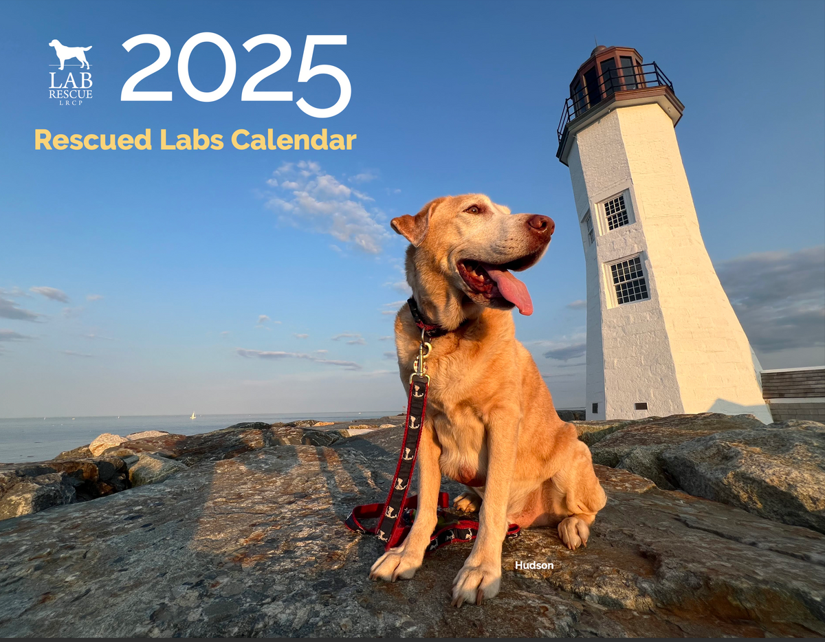 2025 Rescued Labs Collection – Lab Rescue LRCP