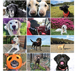 2027 Rescued Labs Calendar
