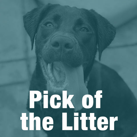 Pick of the Litter Sponsorship  //  2024 DogWalk