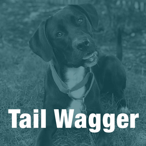 Tail Wagger Sponsorship  //  2024 DogWalk
