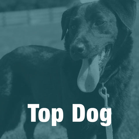 Top Dog Sponsorship  //  2024 DogWalk